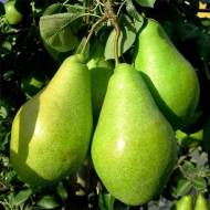 Саджанець Груша Ноябрська в контейнері